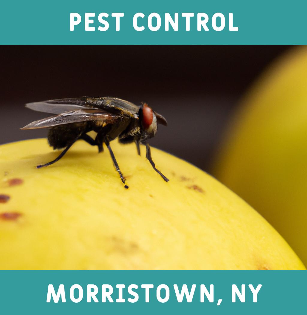 pest control in Morristown New York