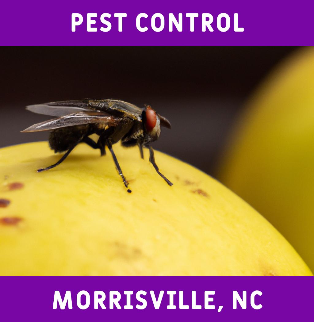 pest control in Morrisville North Carolina