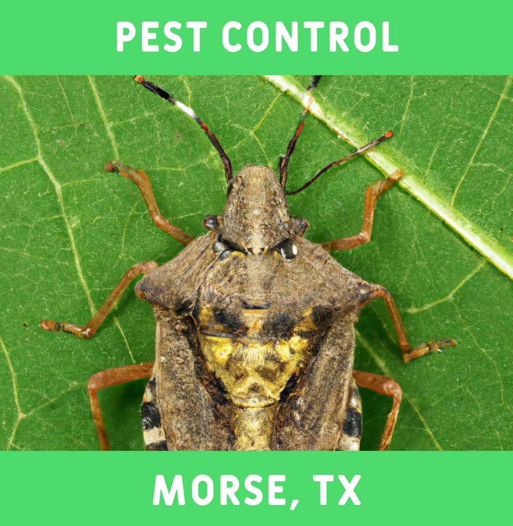 pest control in Morse Texas
