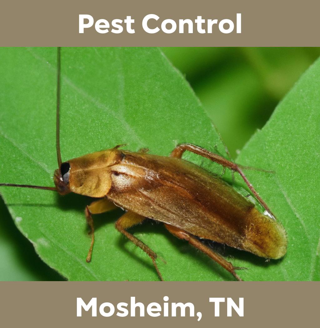 pest control in Mosheim Tennessee