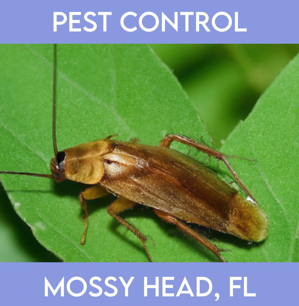 pest control in Mossy Head Florida