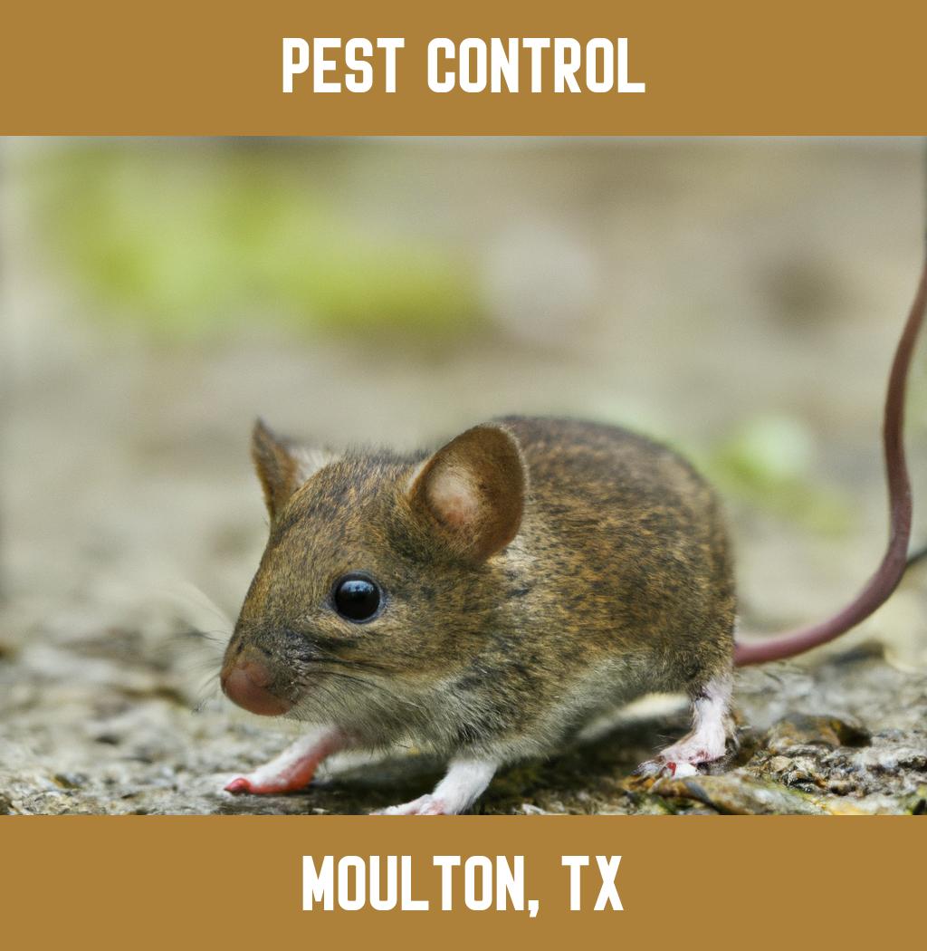 pest control in Moulton Texas