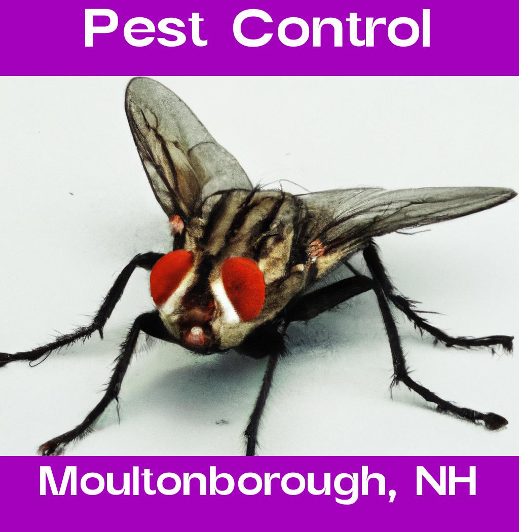 pest control in Moultonborough New Hampshire