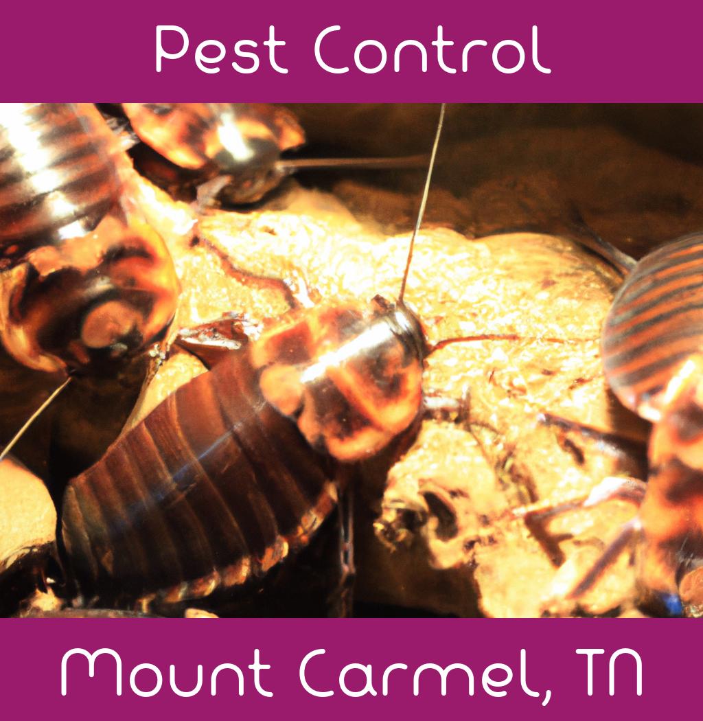 pest control in Mount Carmel Tennessee