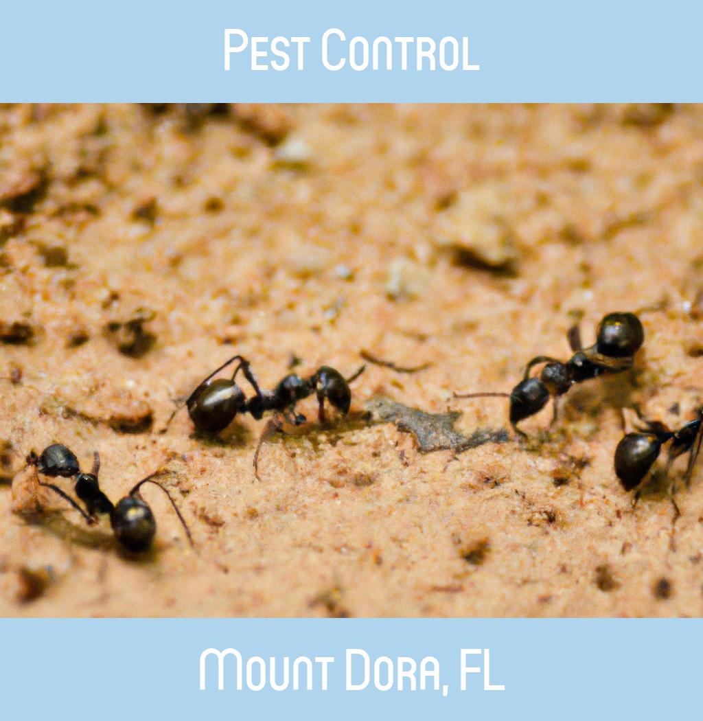 pest control in Mount Dora Florida