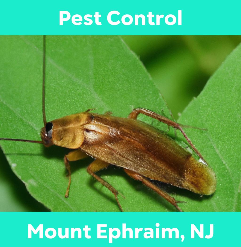 pest control in Mount Ephraim New Jersey