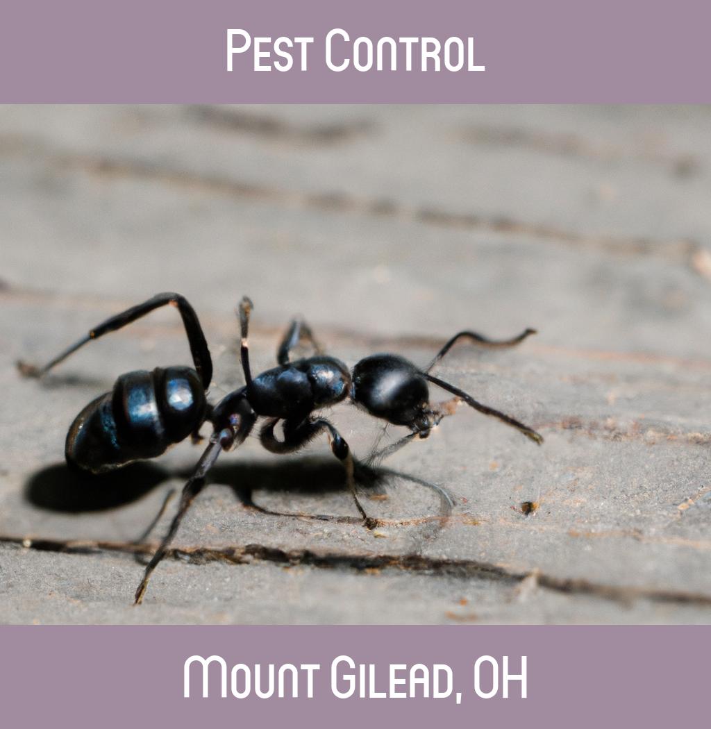 pest control in Mount Gilead Ohio