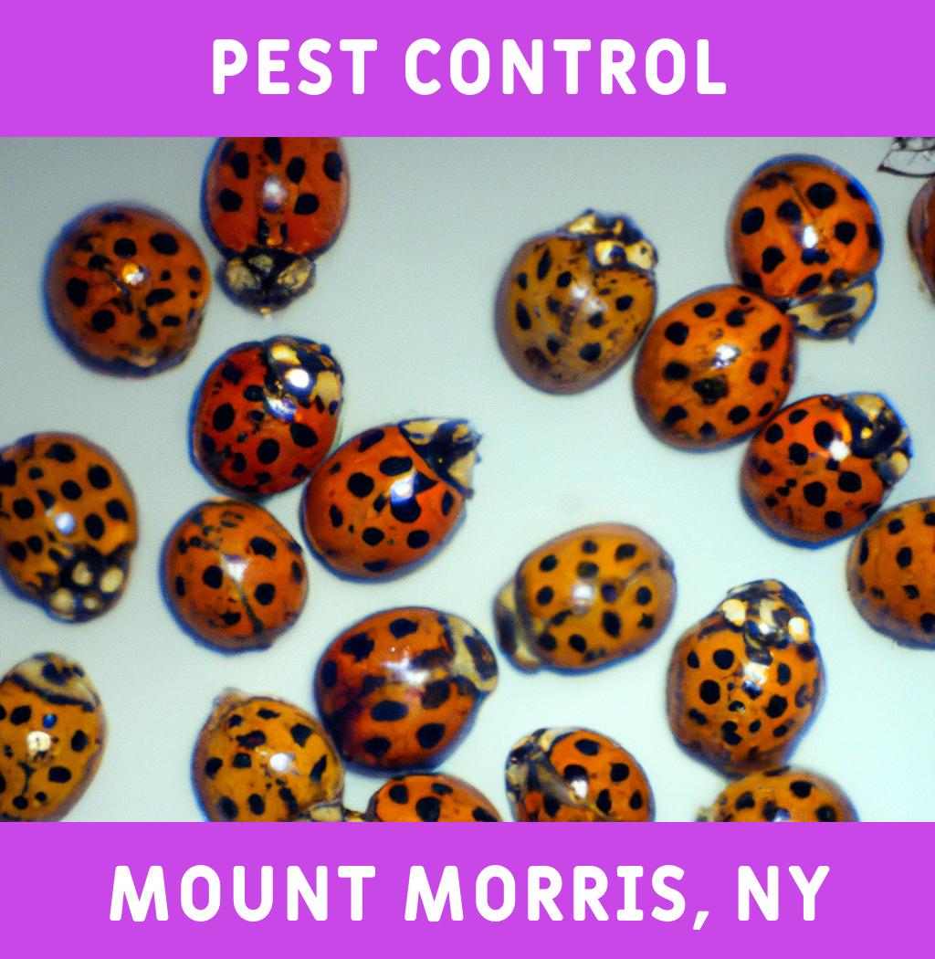 pest control in Mount Morris New York