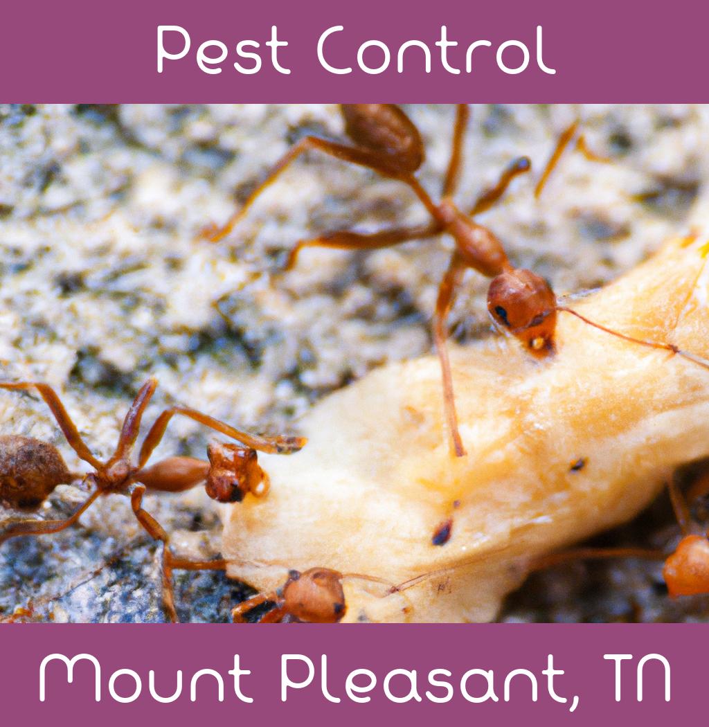 pest control in Mount Pleasant Tennessee