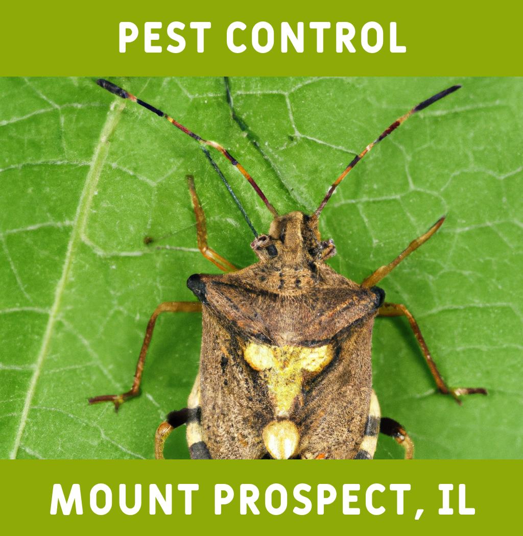 pest control in Mount Prospect Illinois