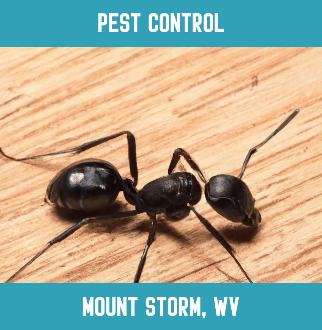 pest control in Mount Storm West Virginia