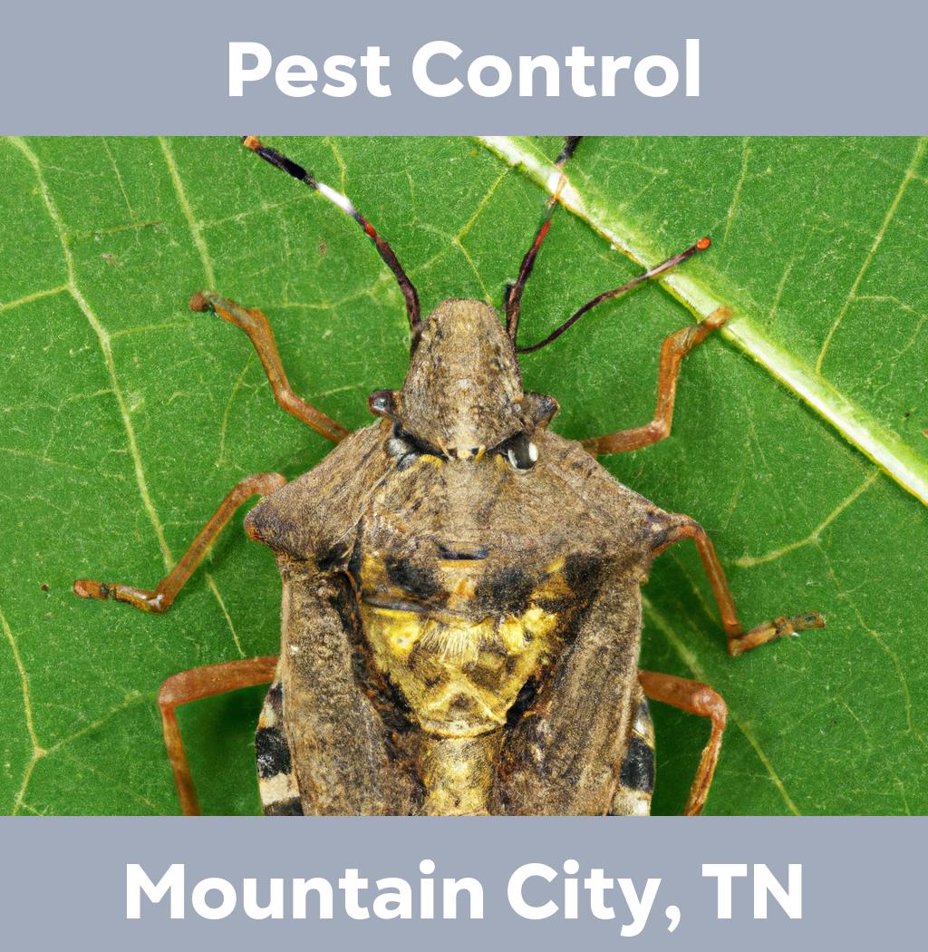 pest control in Mountain City Tennessee