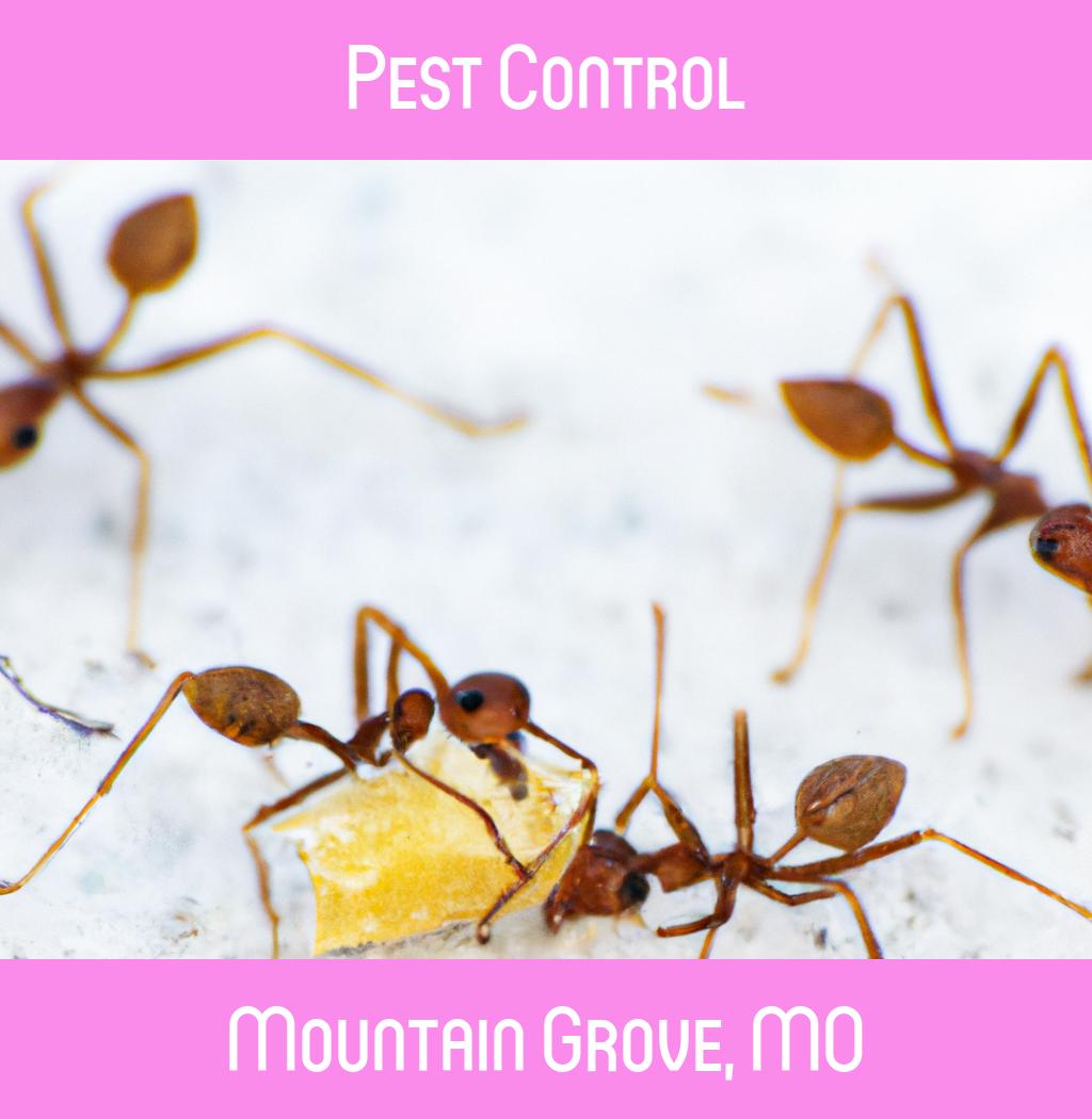 pest control in Mountain Grove Missouri