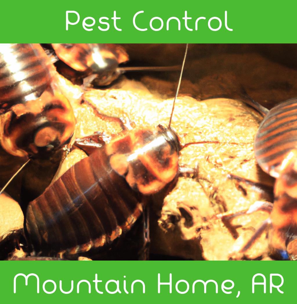 pest control in Mountain Home Arkansas