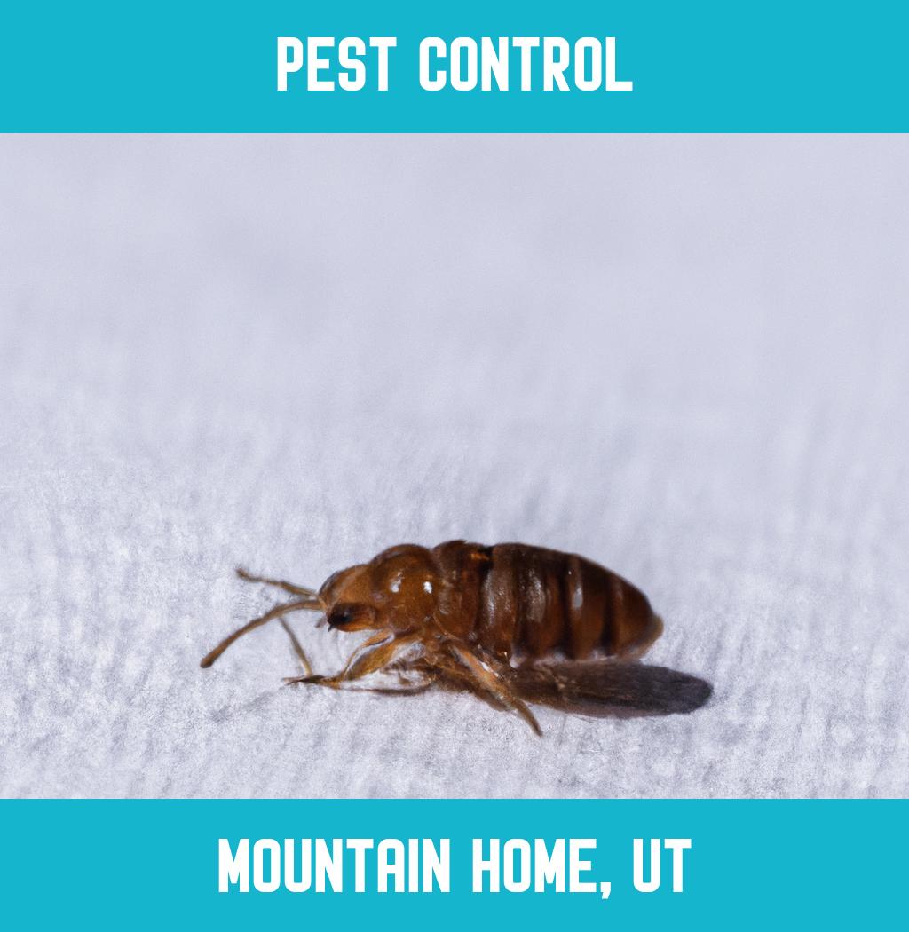 pest control in Mountain Home Utah