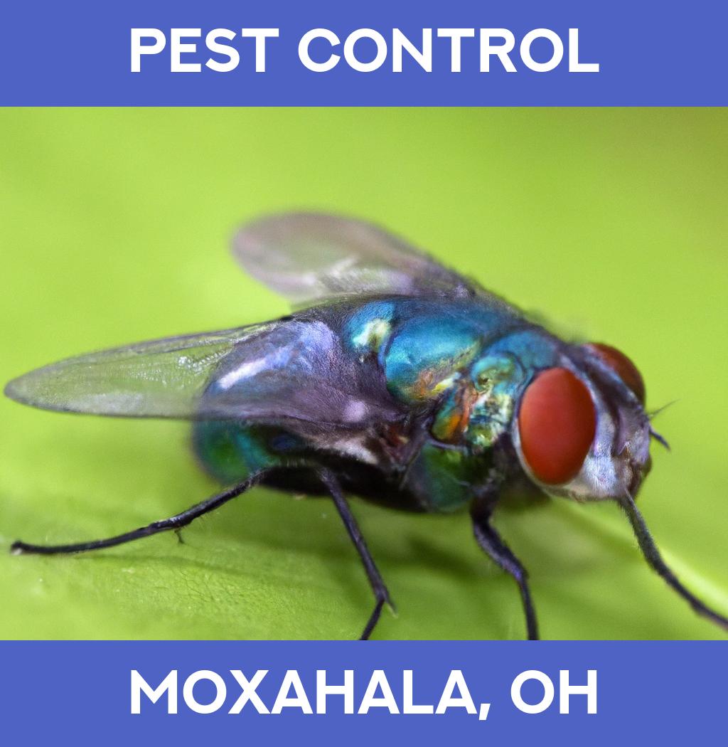 pest control in Moxahala Ohio