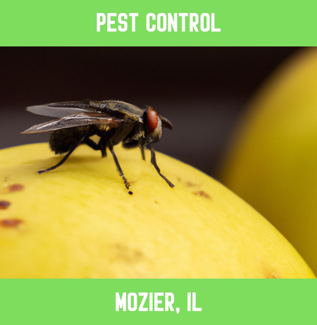 pest control in Mozier Illinois