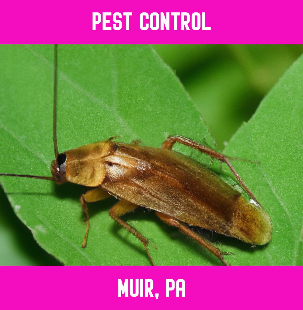 pest control in Muir Pennsylvania