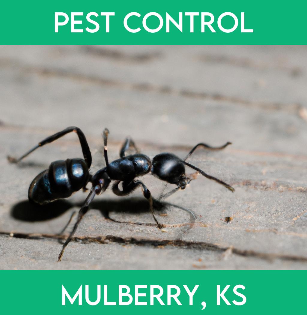 pest control in Mulberry Kansas
