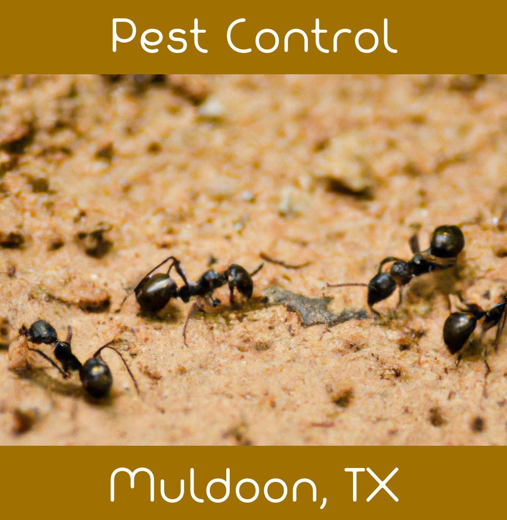 pest control in Muldoon Texas