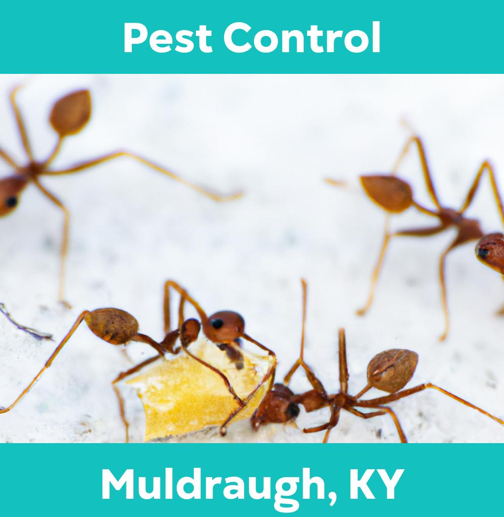pest control in Muldraugh Kentucky