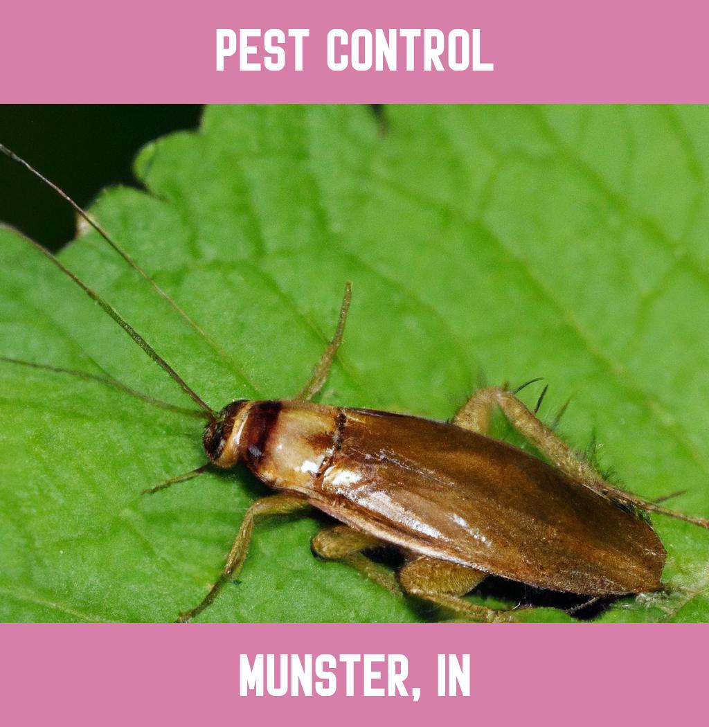 pest control in Munster Indiana