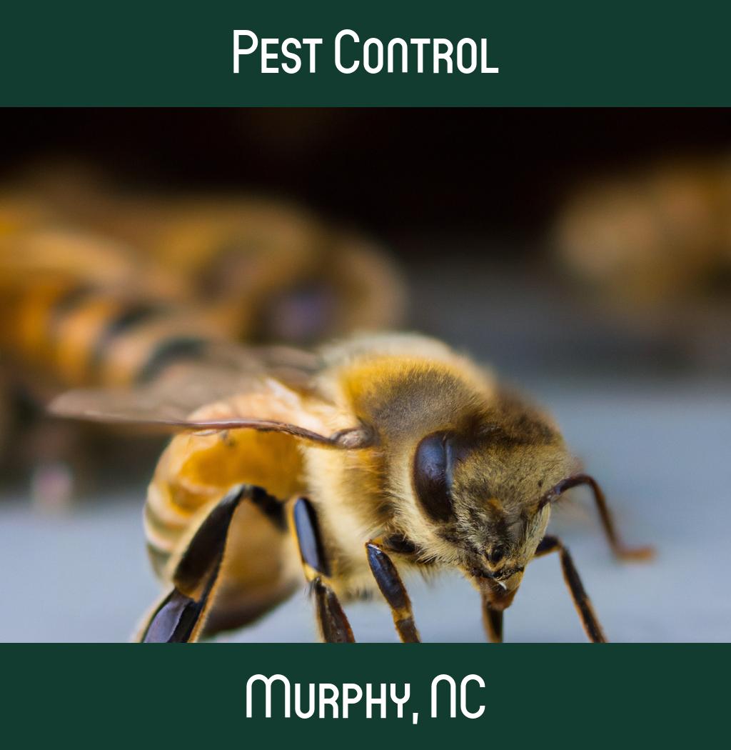 pest control in Murphy North Carolina