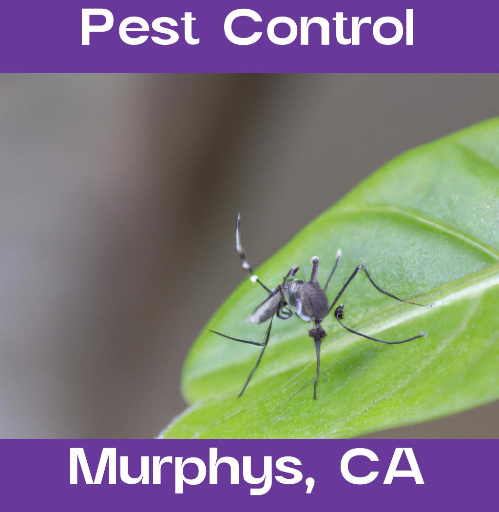 pest control in Murphys California