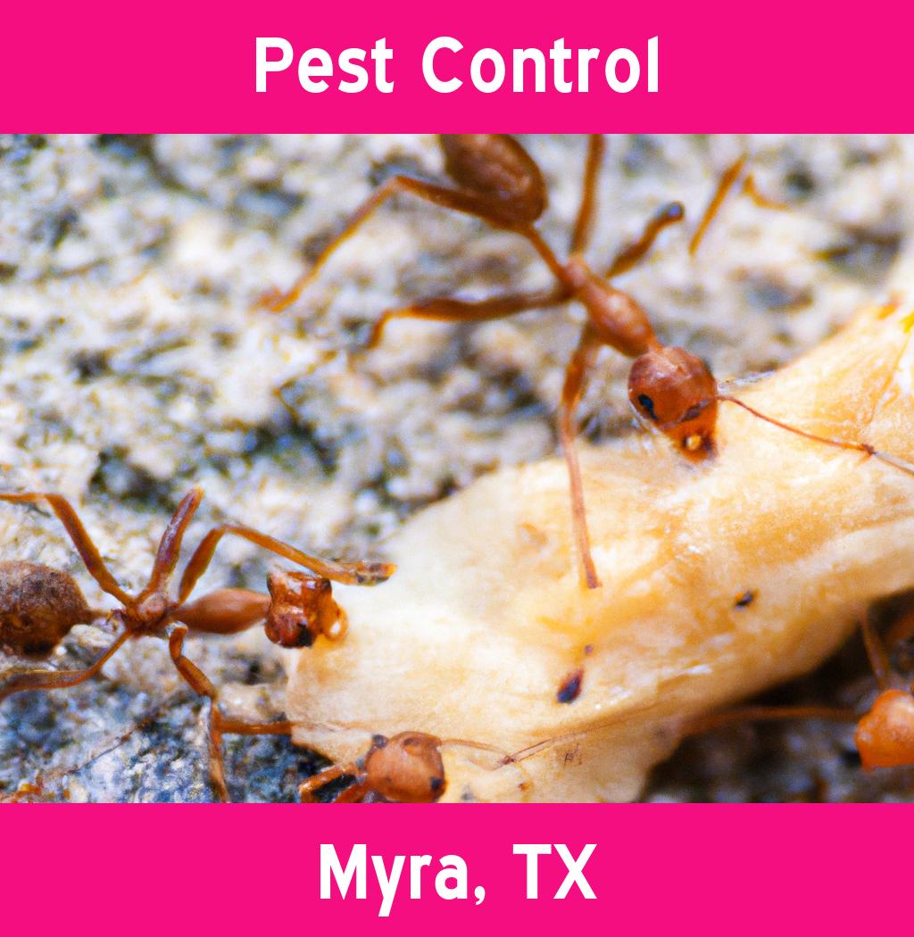 pest control in Myra Texas
