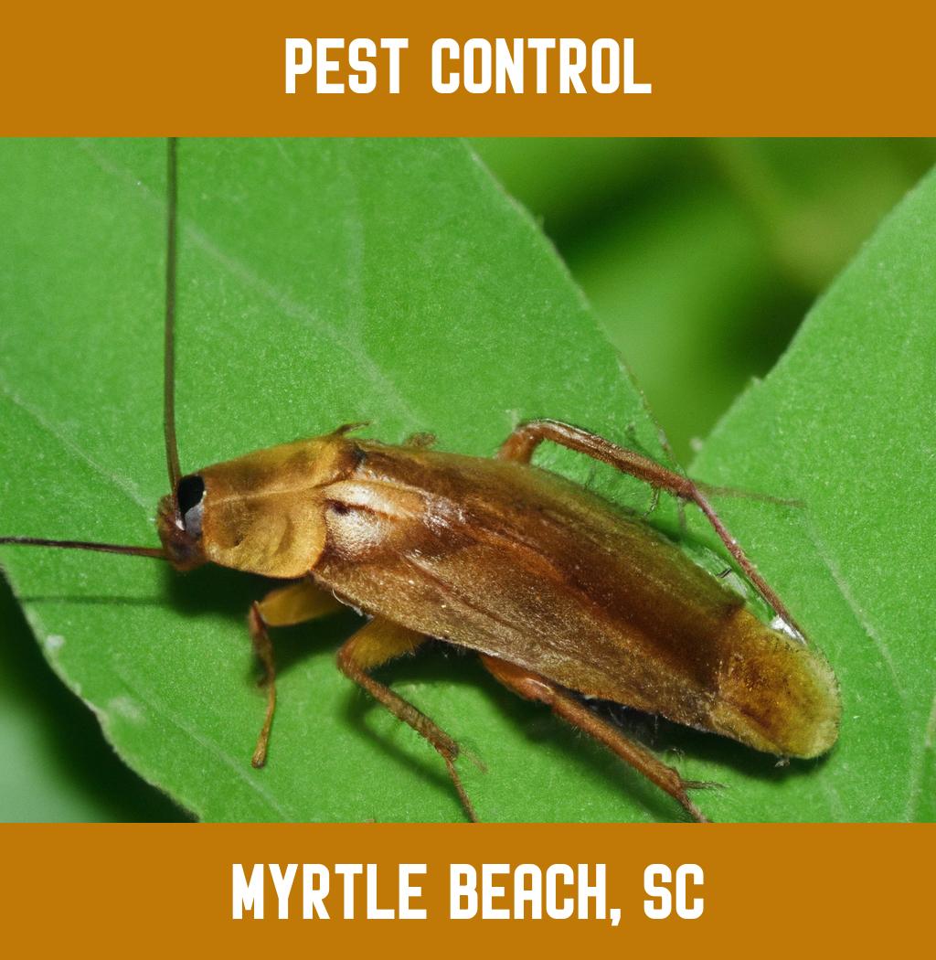 pest control in Myrtle Beach South Carolina