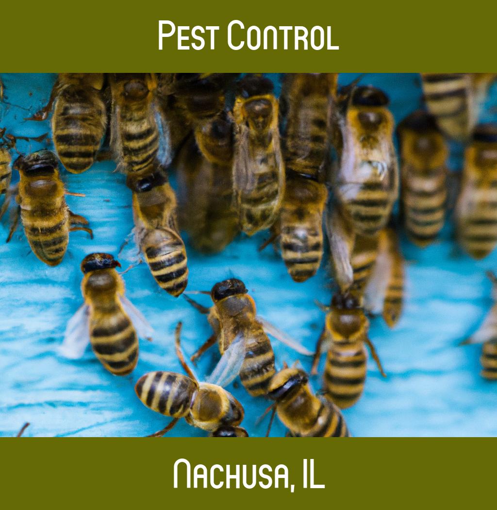 pest control in Nachusa Illinois