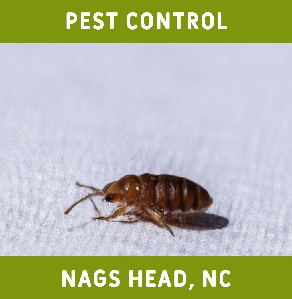 pest control in Nags Head North Carolina