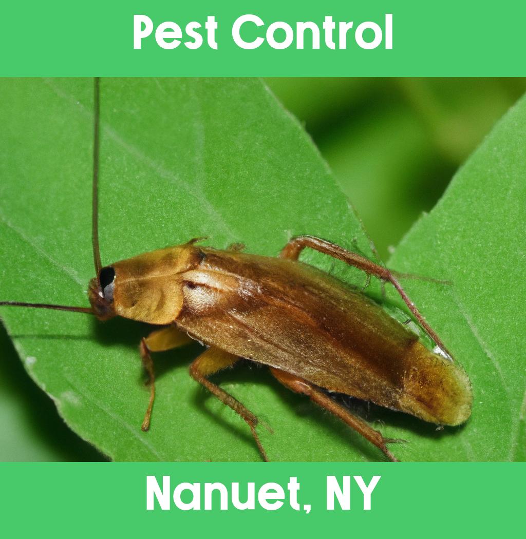 pest control in Nanuet New York