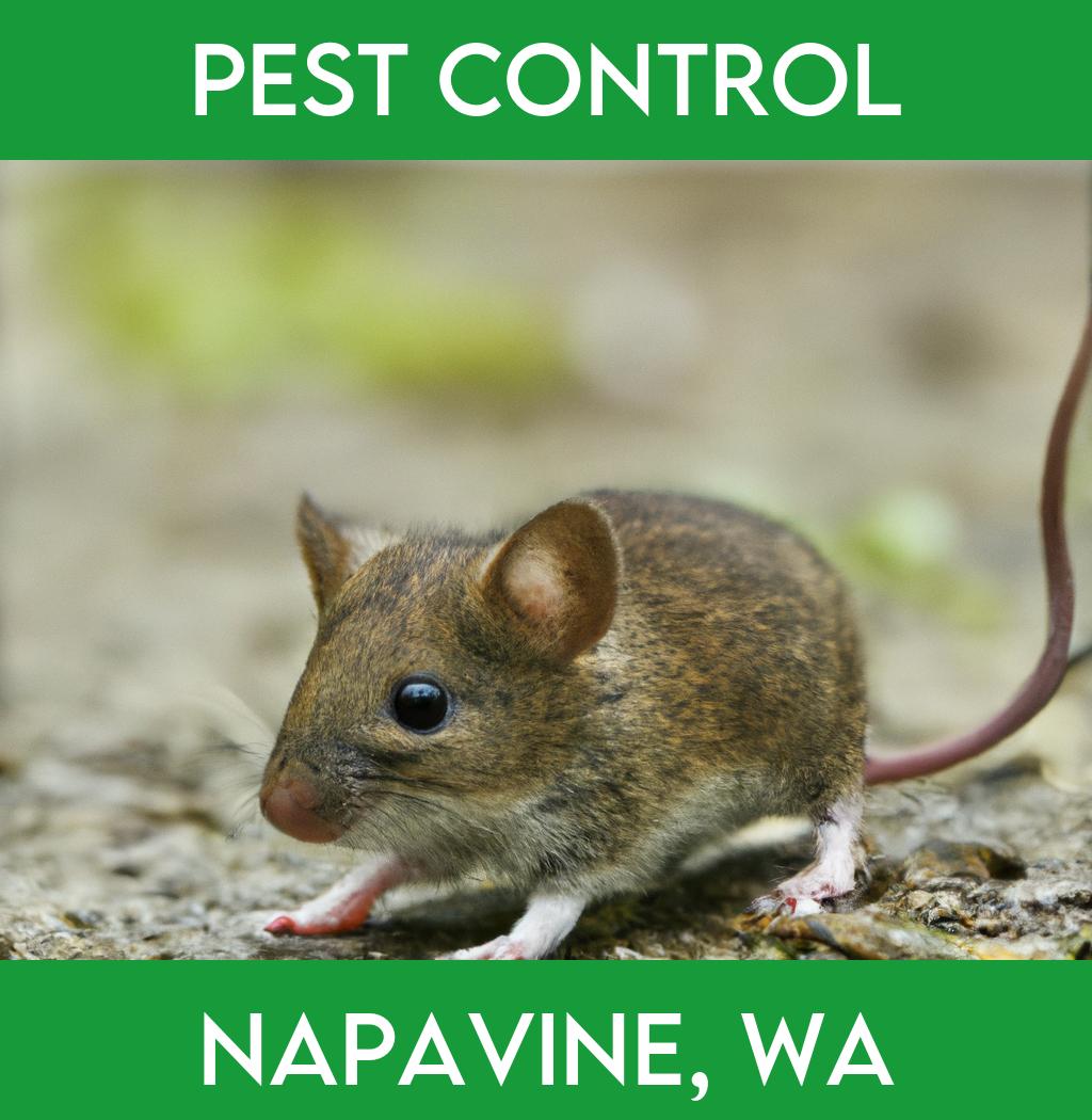 pest control in Napavine Washington