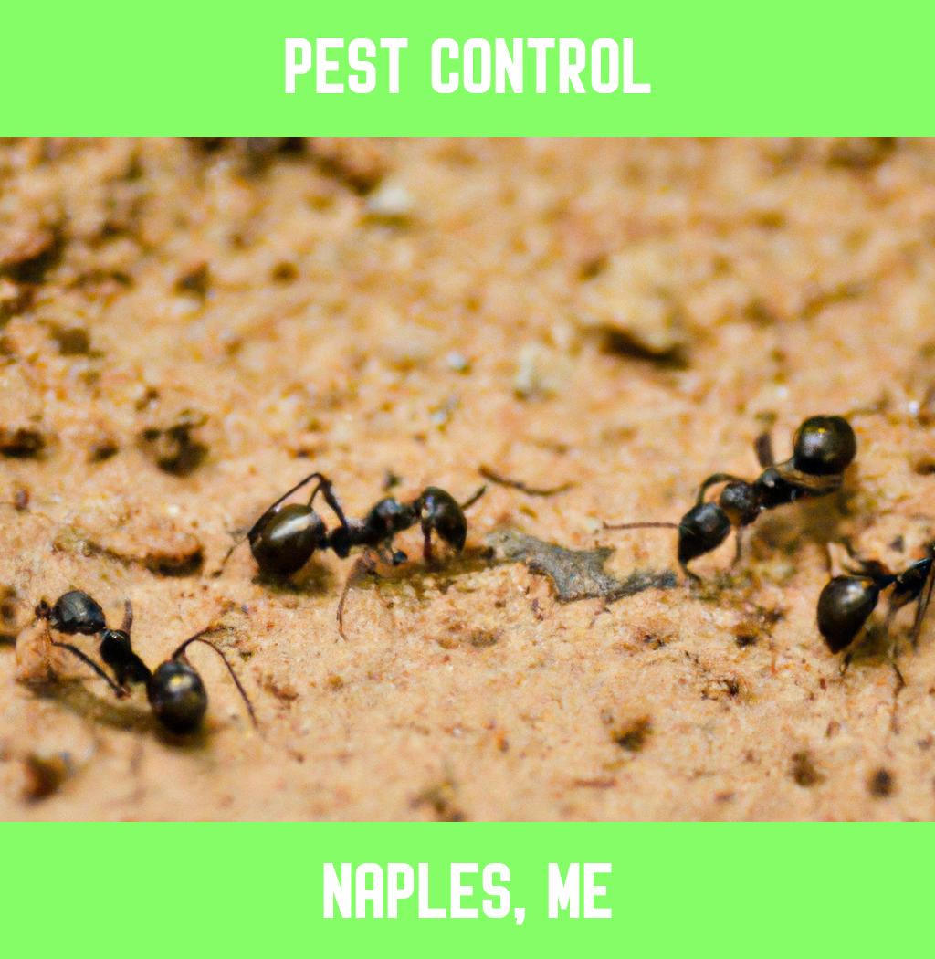 pest control in Naples Maine