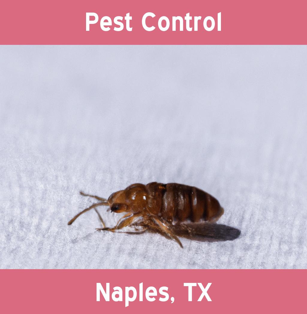 pest control in Naples Texas