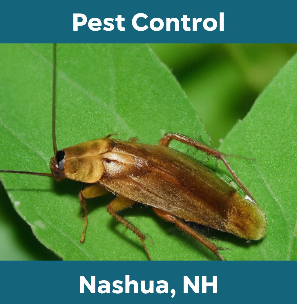 pest control in Nashua New Hampshire