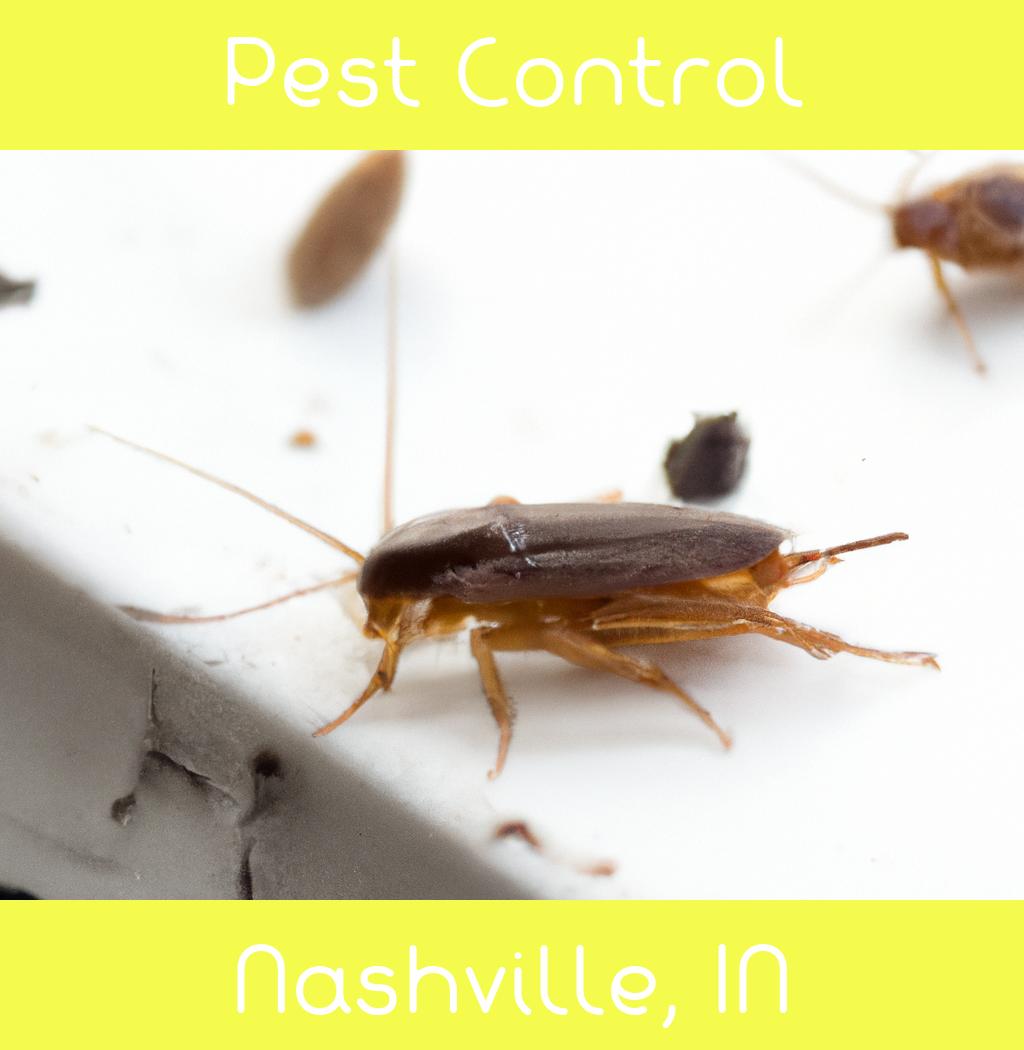 pest control in Nashville Indiana