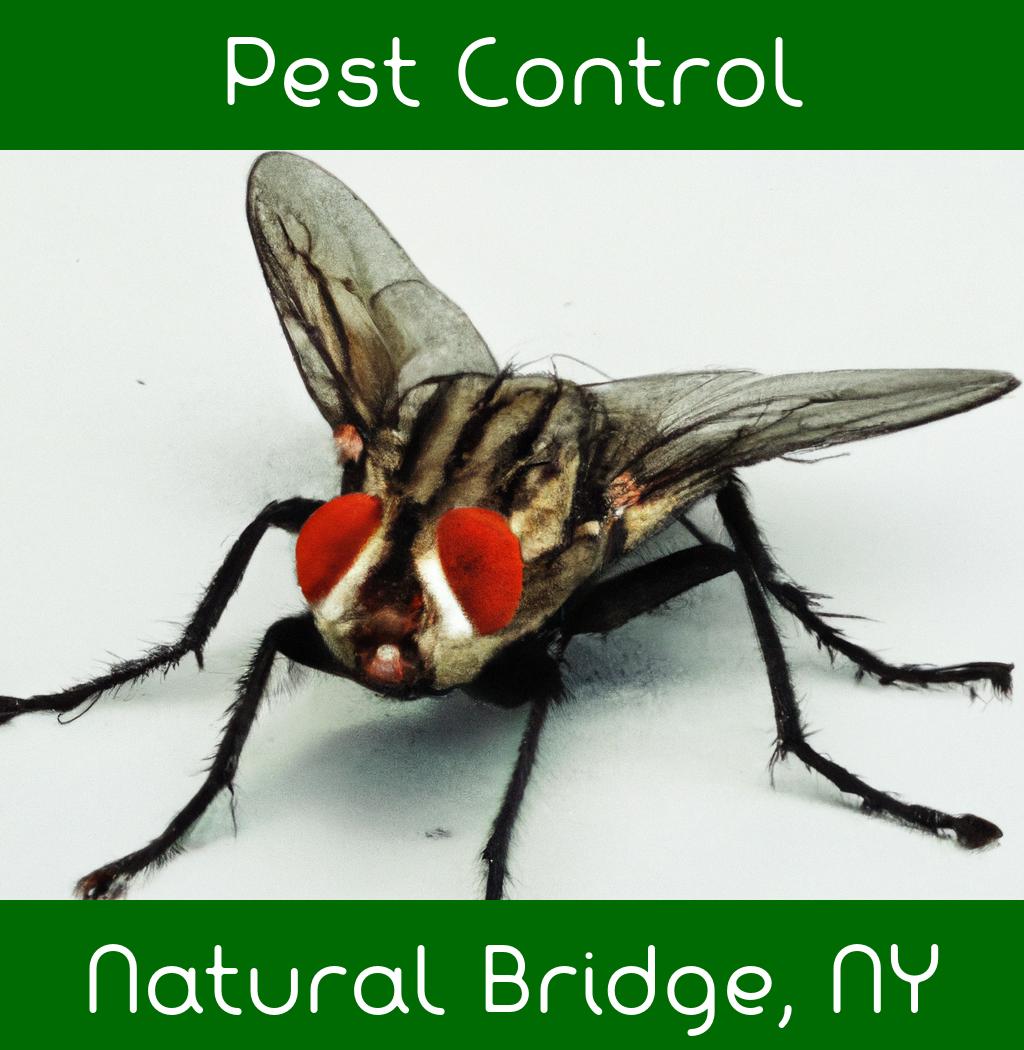 pest control in Natural Bridge New York