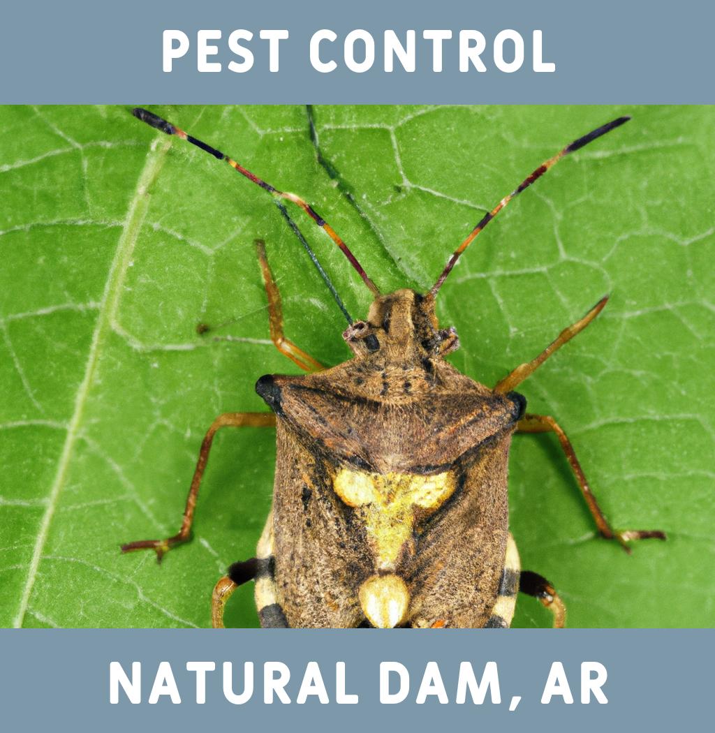 pest control in Natural Dam Arkansas
