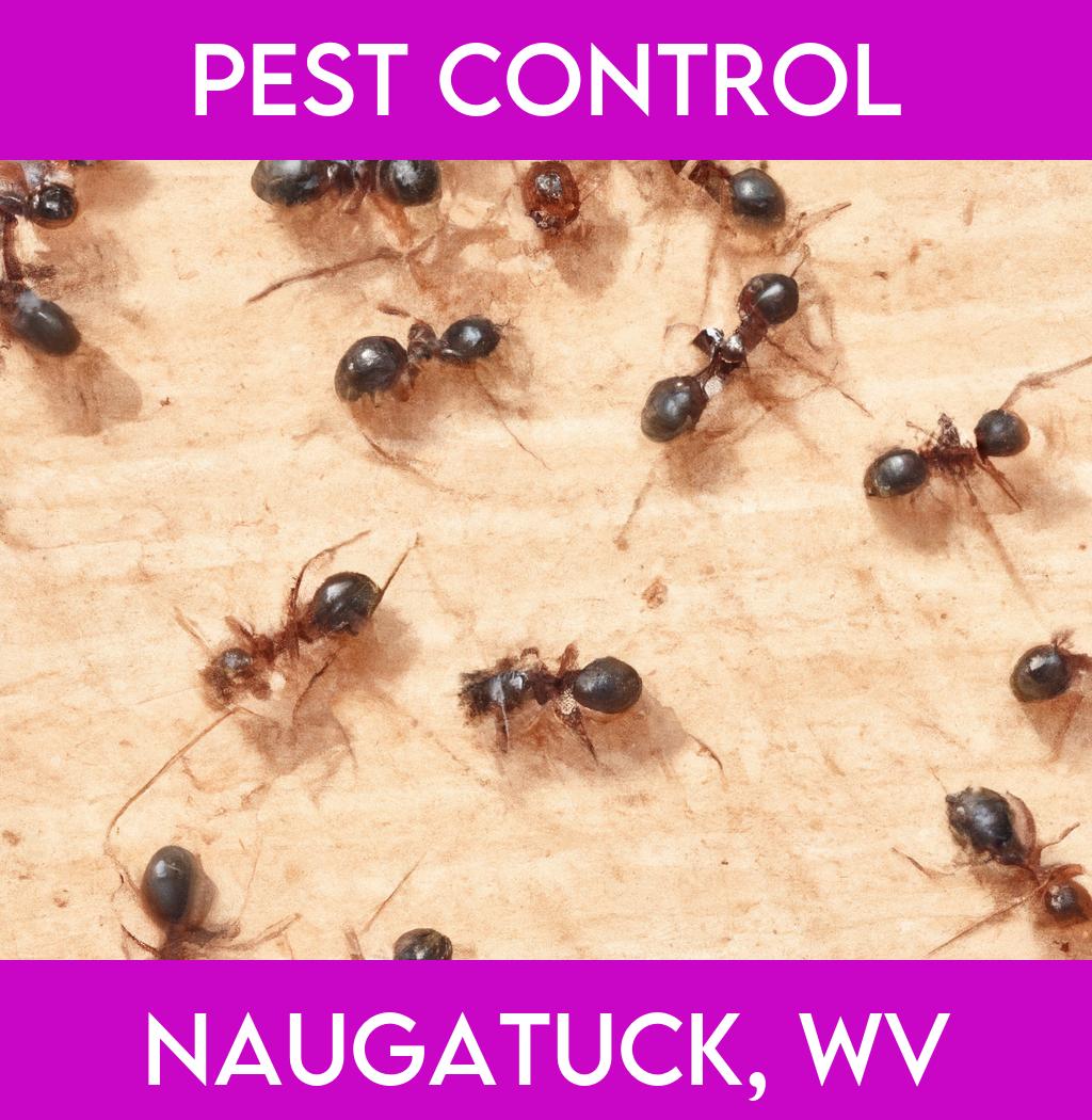 pest control in Naugatuck West Virginia