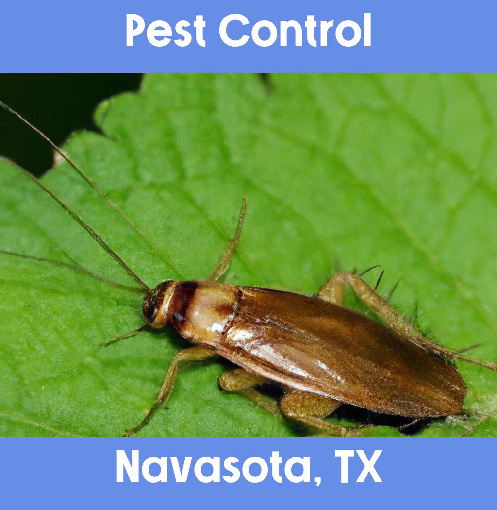 pest control in Navasota Texas