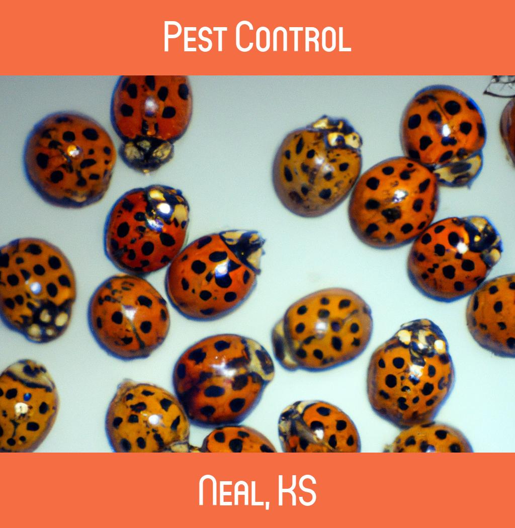 pest control in Neal Kansas