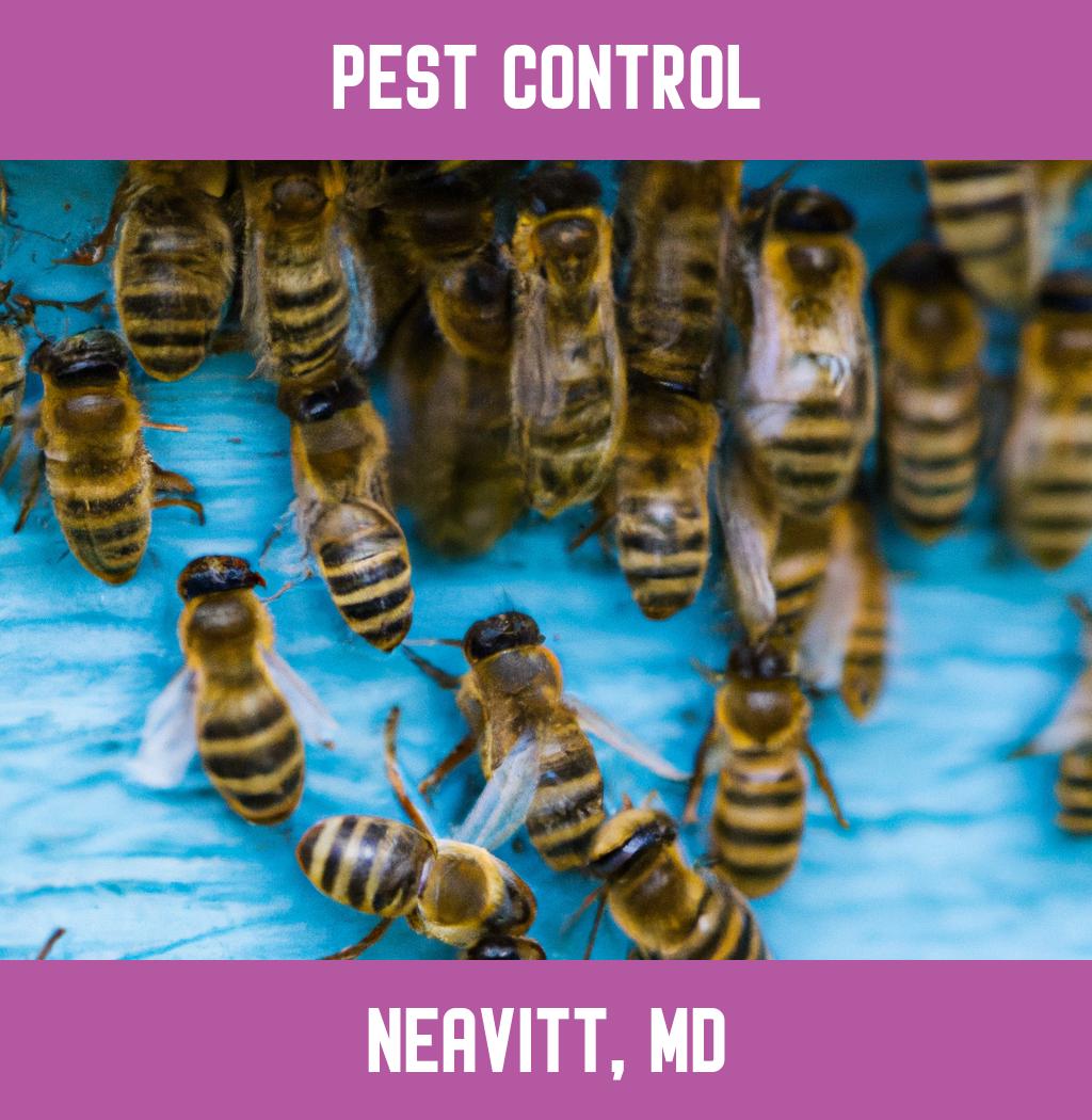 pest control in Neavitt Maryland