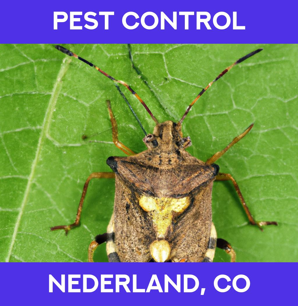pest control in Nederland Colorado