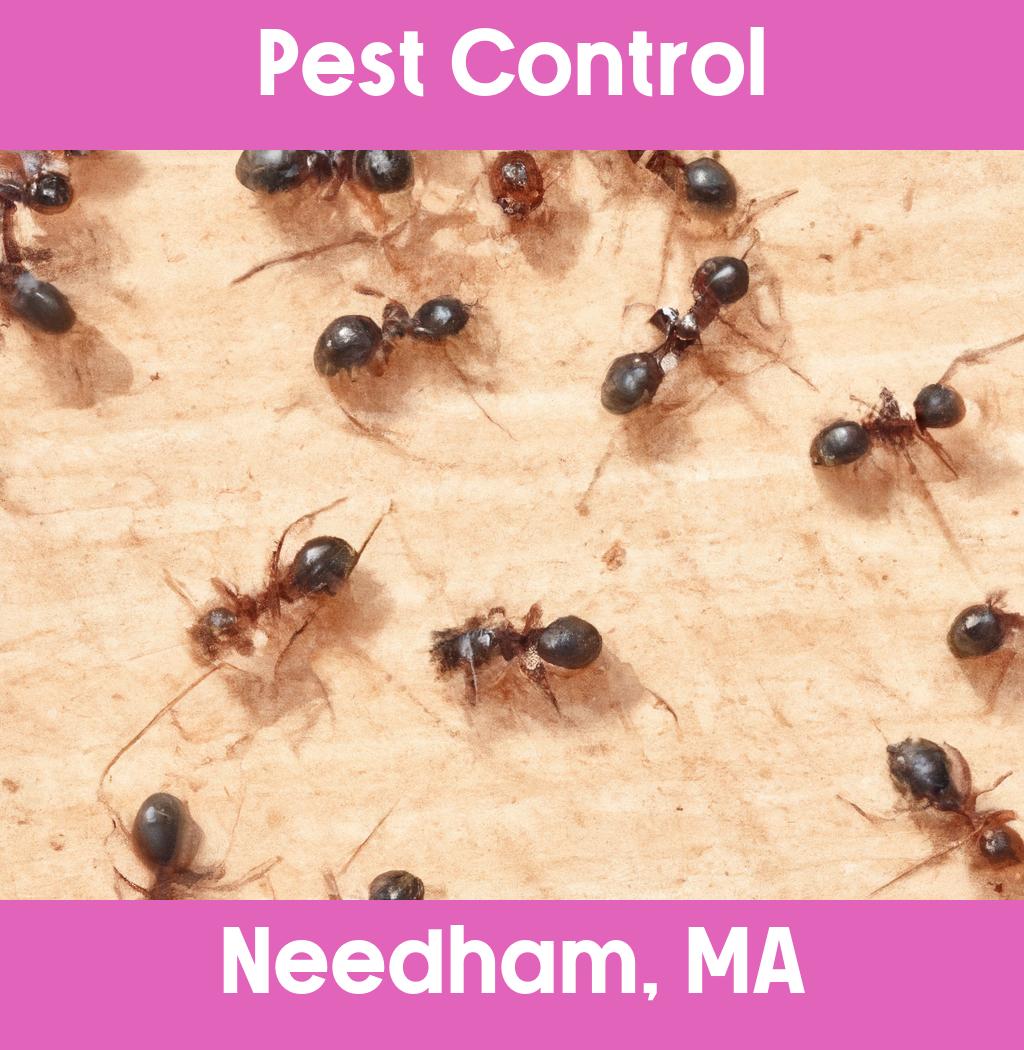 pest control in Needham Massachusetts