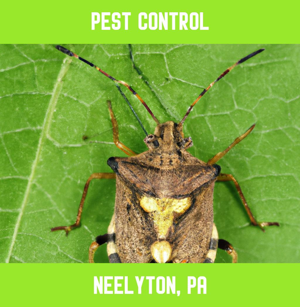 pest control in Neelyton Pennsylvania