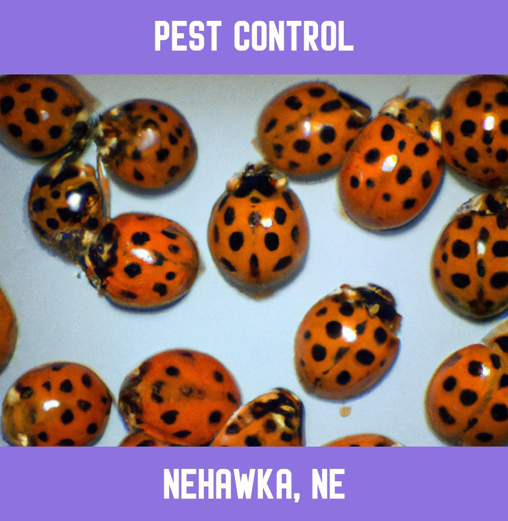 pest control in Nehawka Nebraska