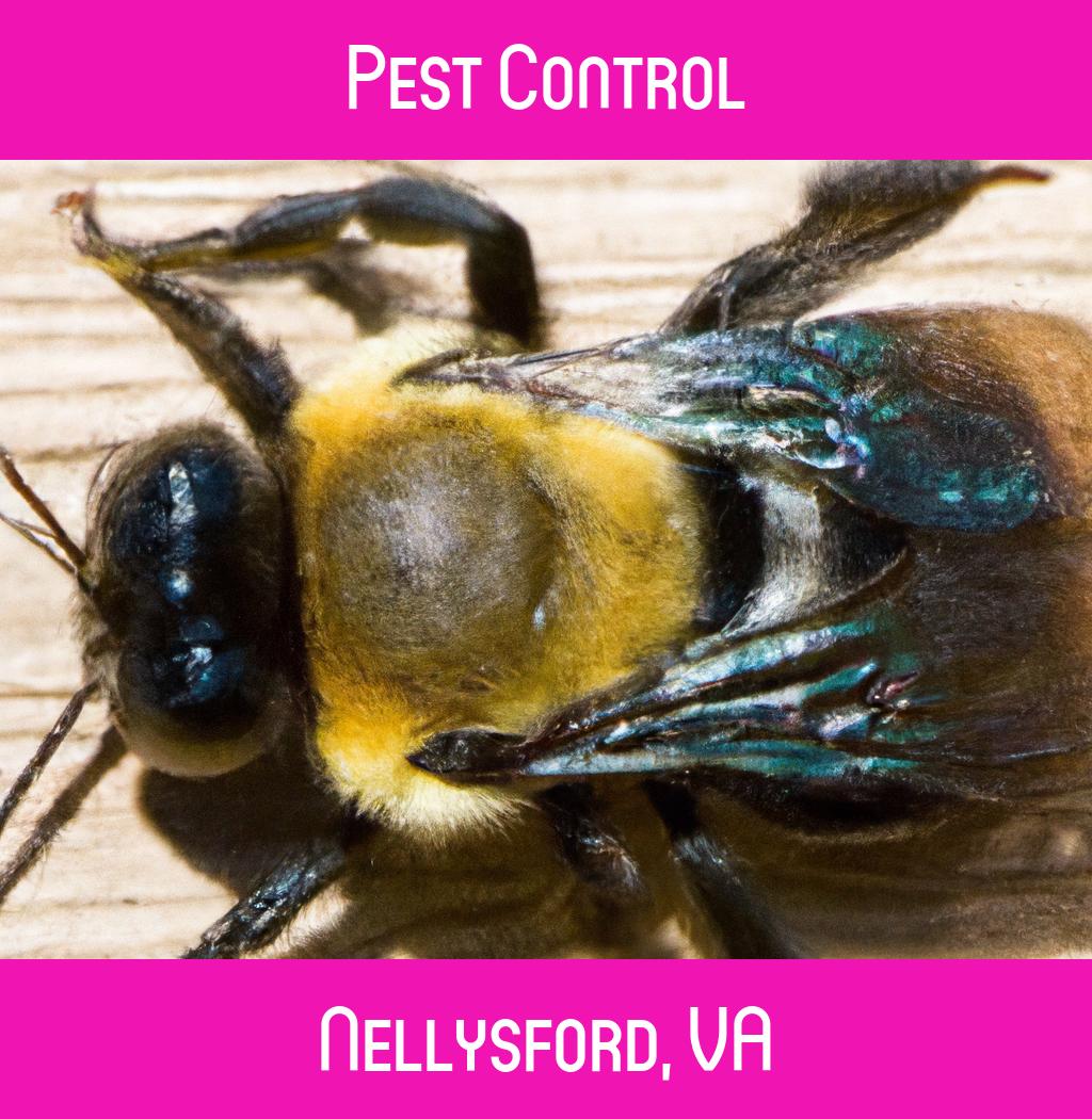 pest control in Nellysford Virginia
