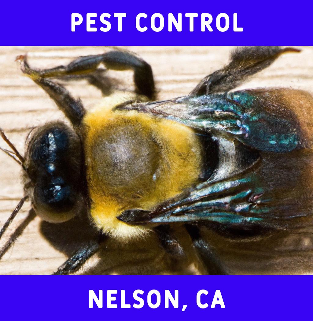 pest control in Nelson California